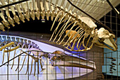 Senckenberg-Museum, Blick in den Saal mit den Walen und Elefanten. Hier wird die Entwicklungsgeschichte der beiden Großsäugerordnungen gezeigt, Blick auf das Skelett eines Grindwals, (Globicephala melaena), Frankfurt am Main, Hessen, Deutschland, Europa