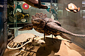 Senckenberg-Museum, Blick in die Vitrine mit den Meeresschildkröten (Erdgeschoss). Vorne links: Skelett einer Suppenschildkröte (Chelonia mydas), Frankfurt am Main, Hessen, Deutschland, Europa