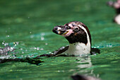 Banded penguin swimming in water
