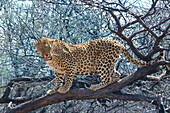 Leopard auf einem Baum, Krüger Nationalpark, Südafrika, Afrika