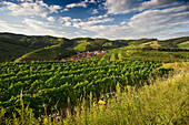 Hills and vineyards around Schelingen, Kaiserstuhl, Baden-Wuerttemberg, Germany, Europe