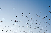 Flock of seagulls, Klaipeda, Klaipedos, Lithuania