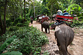 Touristen reiten auf Elefanten im Sai Yok Elephant Village, nahe Kanchanaburi, Thailand, Asien