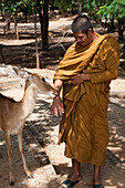 Deer licks hand of monk at Pha Luang Ta Bua (Temple of the Tigers), near Kanchanaburi, Thailand