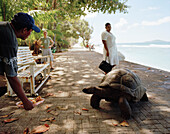 Besitzer lockt 28 jährige Schildkröte auf der Promenade in Anse Banane, östliches La Digue, La Digue and Inner Islands, Republik Seychellen, Indischer Ozean