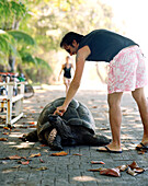 Tourist streichelt 28 jährige Schildkröte auf der Promenade in Anse Banane, östliches La Digue, La Digue and Inner Islands, Republik Seychellen, Indischer Ozean