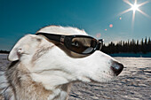Schlittenhund mit Sonnenbrille, Lappland, Schweden, Europa