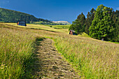 Alpine meadow under blue sky, Ober Toggenburg, St. Gallen, Switzerland, Europe