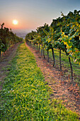 Weinberg im Kremstal bei Sonnenaufgang, Krems, Niederösterreich, Österreich, Europa