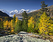 Larch trees at Morteratsch valley in autumn, Piz Zupo, Piz Argient, Piz Bernina, Grisons, Switzerland, Europe