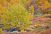 Herbstliche Bäume im Jotunheimen Nationalpark, Leirdalen, Norwegen, Europa