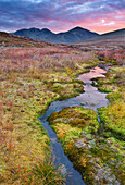 Moos am Ufer eines Baches, Rondane Nationalpark, Norwegen, Europa