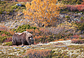 Muskox, Ovibos moschatus in Dovrefjell–Sunndalsfjella National Park, Norway