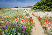 Blumen in Naturschutzgebiet Baracci, Korsika, Frankreich