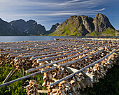 Fish hung out to dry, Hamnoya, Reinefjorden, Reine, Moskenesoya, Lofoten, Nordland, Norway