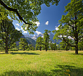 Great maples in the middle of a meadow in the Ahornboden, Grosser Ahornboden, Karwendel, Tyrol, Austria