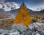 Steine und Lärche vor schneebedeckten Bergen, Val Roseg, Piz Bernina, Piz Roseg, Graubünden, Schweiz, Europa