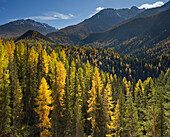 Lärchenwald im Schweizer Nationalpark im Sonnenlicht, Graubünden, Schweiz, Europa