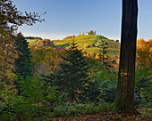 Baumstamm vor Weinfeldern im Sonnenlicht, Südsteirische Weinstrasse, Steiermark, Österreich, Europa