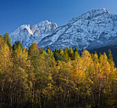 Birken im Debanttal vor Lienzer Dolomiten im Sonnenlicht, Hochstadel, Tirol, Österreich, Europa