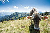 Kuh auf einer Weide, Wandergebiet Nagelfluhkette, Sonthofen, Oberallgäu, Bayern, Deutschland