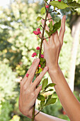 Close-up of woman's hands holding plant