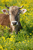 Young cow lying on a Spring meadow, Domestic cattle, Muensing, Bavaria, Germany