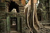 Wurzeln eines mächtigen Wollbaumes an den Tempeln Ta Prohm, Preah Khan, Angkor, Kambodscha, Asien