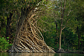 Baum mit sehr vielen Luftwurzeln im Mekong nördlich von Stung Treng, Kambodscha, Asien