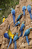 Blue and Gold Macaw Ara ararauna, Peru