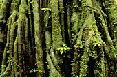 Palm Iriartea, Amazon Forest, Manu National Park, Peru