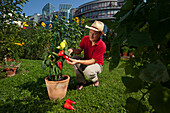 Mann erntet Paprika in seinem städtischen Schrebergarten, Urban Gardening, Urban Farming, Stadtgarten, Stuttgart, Baden Württemberg, Deutschland