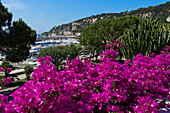 Blüten und Kakteen in der Nähe des Jachthafens, Villefranche sur Mer, Côte d'Azur, Provence, Frankreich, Europa
