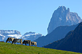 Kühe auf einer Almwiese im Herbst, Lajen, Eisacktal, Südtirol, Italien, Europa