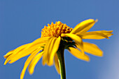 Arnica montana with the blue sky in the background, South Tyrol, Trentino-Alto Adige, Italy