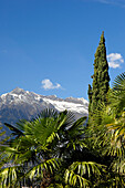 Palm trees at Tappeiner promenade in the sunlight, Merano, Burggrafenamt, Alto Adige, South Tyrol, Italy, Europe