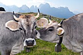 Two cows, Schlern Rosengarten Natural Park, UNESCO World Nature Site, Rosengarten, Dolomites, South Tyrol, Trentino-Alto Adige, Italy