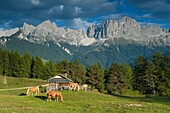 Haflingerpferde auf der Weide, Tierser Tal, Alto Adige, Südtirol, Italien
