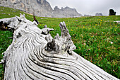 Baumstamm auf einer Bergwiese, Eggental, Rosengarten Massiv, Dolomiten, Alto Adige, Südtirol, Italien