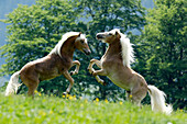 Haflinger Pferde, Alto Adige, Südtirol, Italien