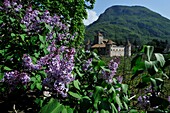 Blühender Flieder vor Schloss Maretsch, Bozen, Südtirol, Alto Adige, Italien, Europa