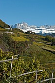 Weinfelder vor Bergmassiv im Herbst, Dolomiten, Südtirol, Alto Adige, Italien, Europa