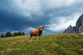 Schottisches Rind vor dem Würzjoch, Peitlerkofel, Dolomiten, Südtirol, Alto Adige, Italien, Europa