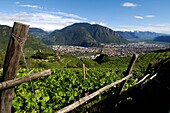 View over vineyards onto the town of Bolzano, South Tyrol, Alto Adige, Italy, Europe