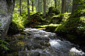 Bach zwischen Bäumen und moosbewachsenen Steinen, Vinschgau, Südtirol, Alto Adige, Italien, Europa