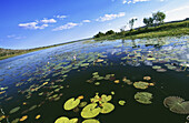 Water lilies on billabong, Lily pond, Davidsons Camp, Amhem, Northern Territory, Australia