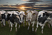 A herd of inquisitive cows at sunset with the Islands of Skomer and Stockholm behind them, St Ann's Head, Pembrokeshire, Wales, UK