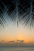 Looking through palm trees to sunset on the west coast of Barbados, Barbados