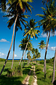 Palm lined track near the bottom of Cherry Tree Hill, Barbados, Barbados