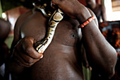 Royal python for sale in Dantokpa market, Cotonou, Benin.